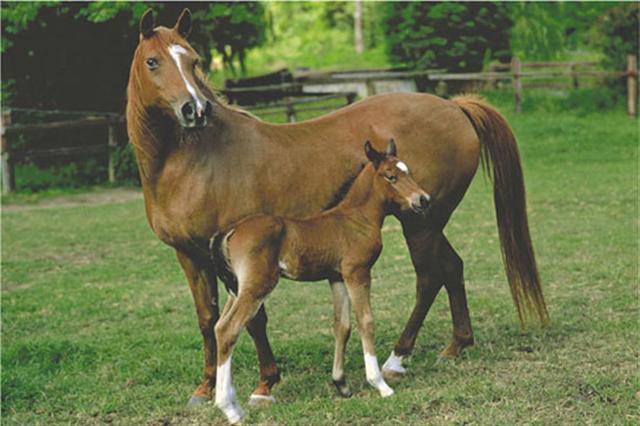Poster - Mare and foal